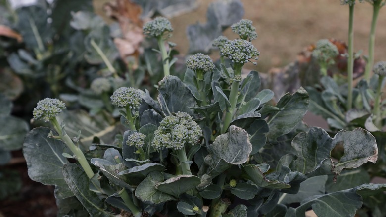 broccoli plant with side shoots