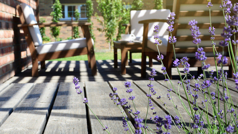 Lavender growing near patio chairs