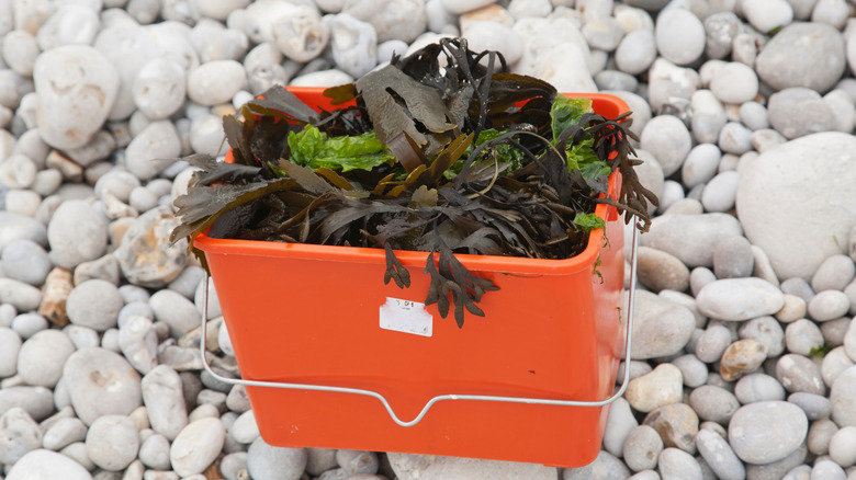 bucket of collected seaweed