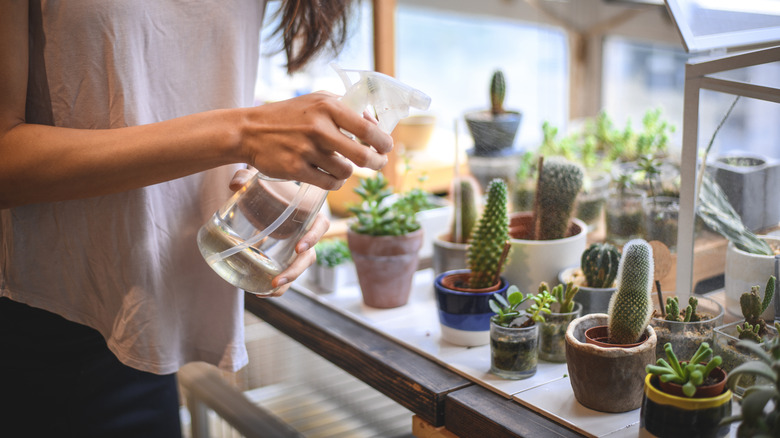 Succulent display 