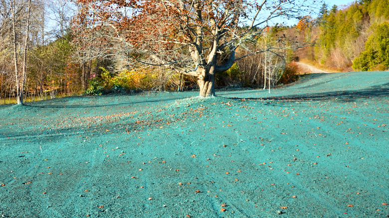 lawn covered in hydroseed slurry