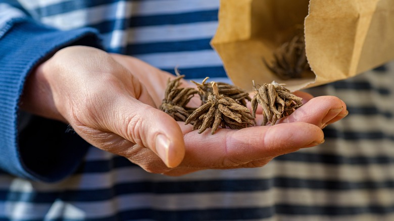 Person holding dry Ranunculus corms