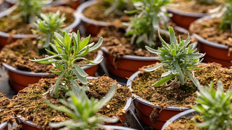 lavender seedlings in pots