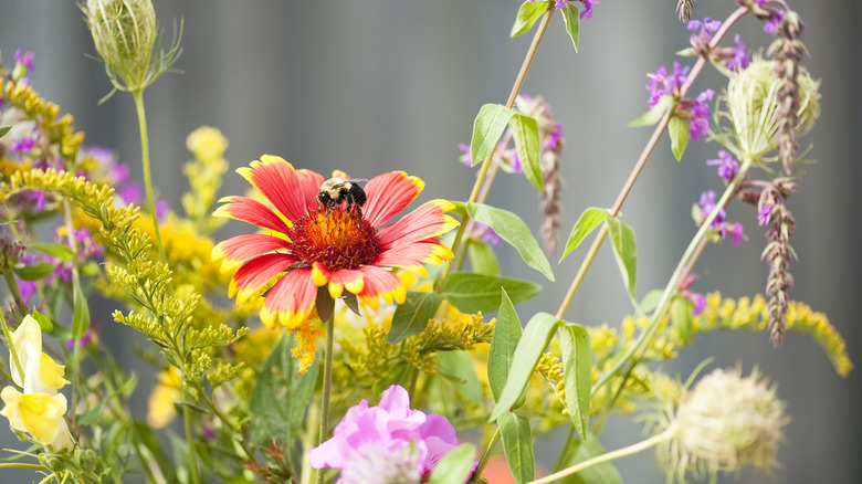 bee feeding on a wildflower