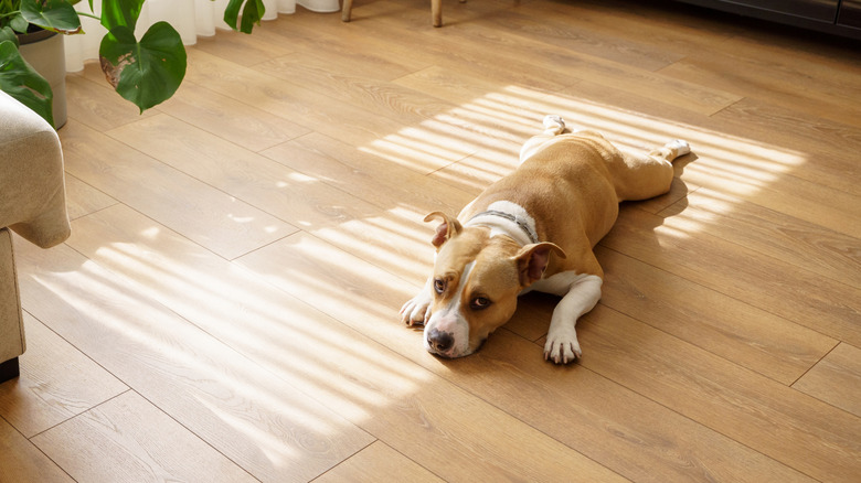 Dog lying comfortably on a hardwood floor