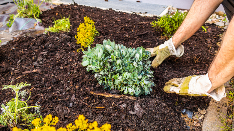 Mulching for weed control