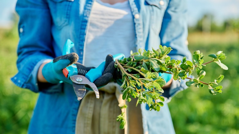 Person holding cut purslane