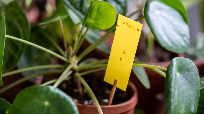 fungus gnats on trap