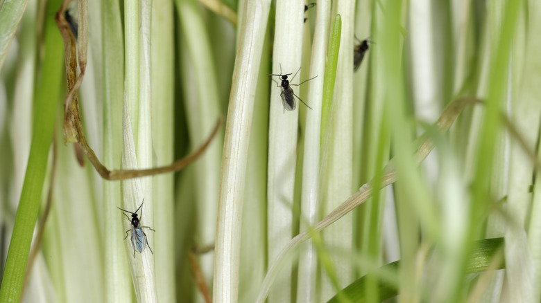 fungus gnats on plants