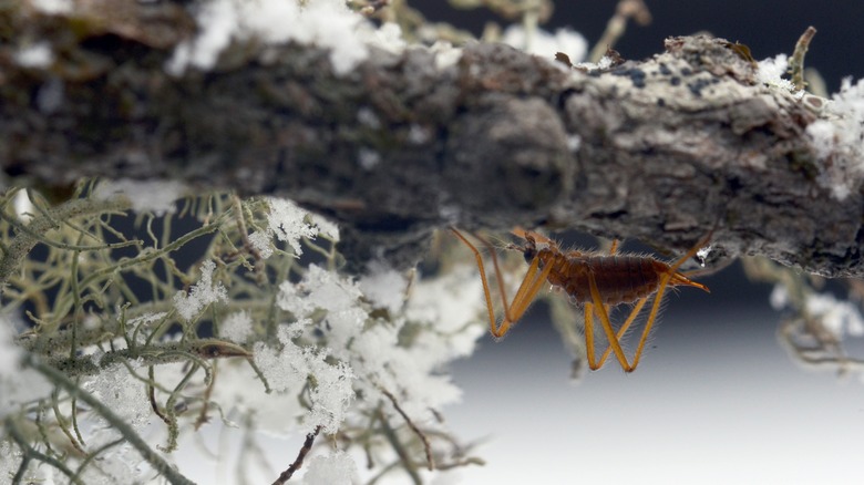 insect underneath mossy branch in winter