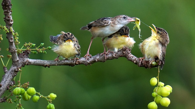 hummingbirds eating insects on a tree branch in winter