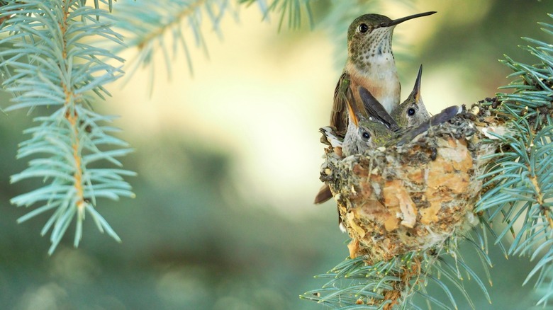 hummingbird and chicks in a nest on a tree