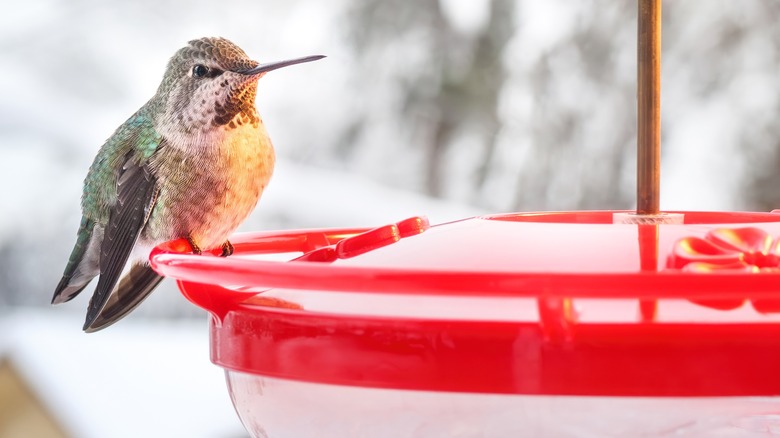 hummingbird sitting on red feeder in winter