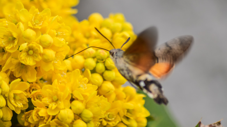 hummingbird feeding on winter mahonia flowers