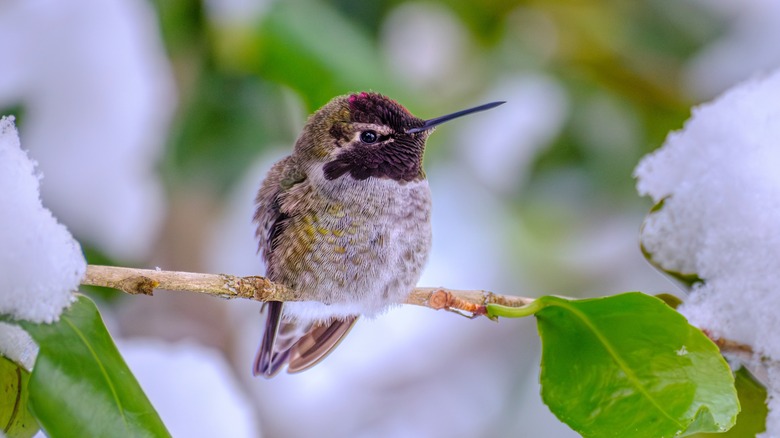 hummingbird sitting on snowy branch