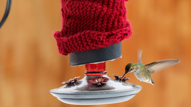 hummingbird on an feeder insulated with a red knitted cover