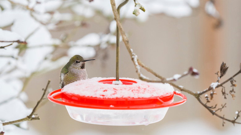 hummingbird sitting on red feeder in snowy weather