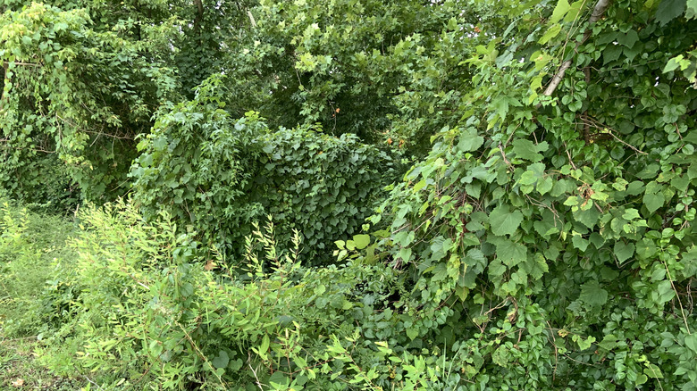 Invasive vines taking over an outdoor space