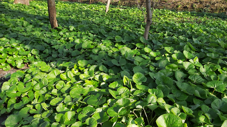 Wild ginger ground cover in shade