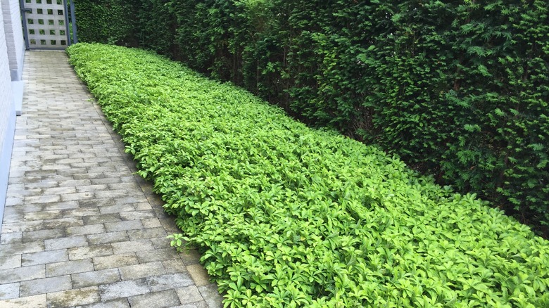 Bright green ground cover foliage by walkway