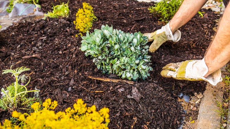 Gardener adding wood mulch around plants in a landsape