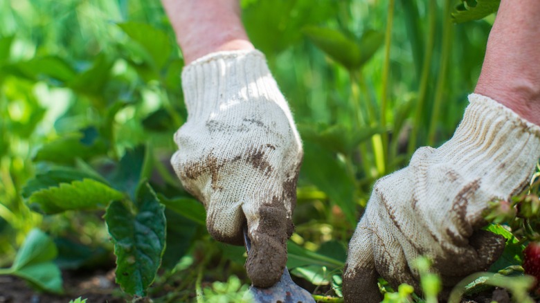 Gardener wearing gloves while working in the soil