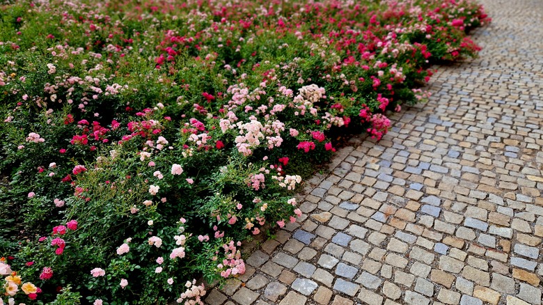 masses of ground cover roses