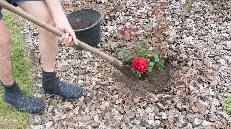 planting a ground cover rose