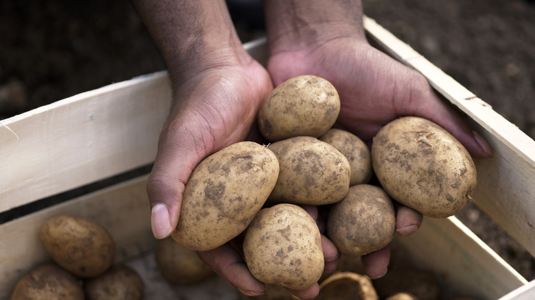 person holding potatoes