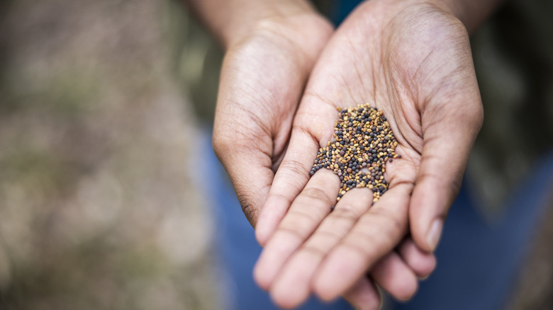 Someone holding garden seeds in their hand.