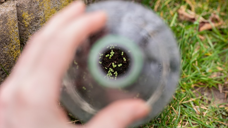 Seedlings are beginning to grow inside the winter sowing container.