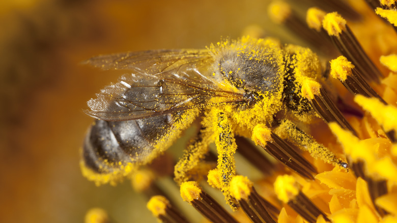 Bee pollinating sunflower