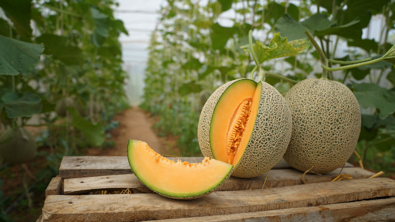 Cantaloupe cut open in garden