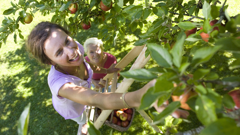 Woman plucking apples from a tree in yard