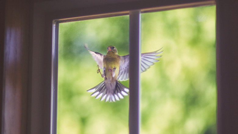 A bird right up against a window