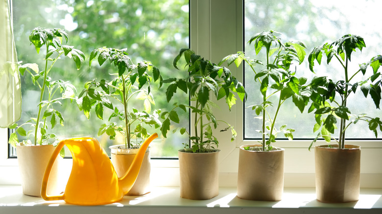 Several plants on a sunny windowsill