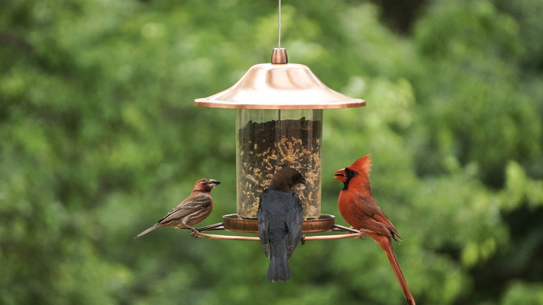 Three birds eating from a bird feeder