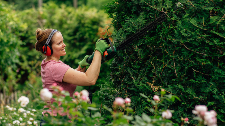 A woman trimming the hedges in her yard