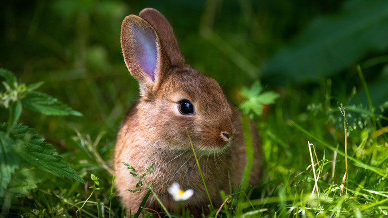 A rabbit in the grass