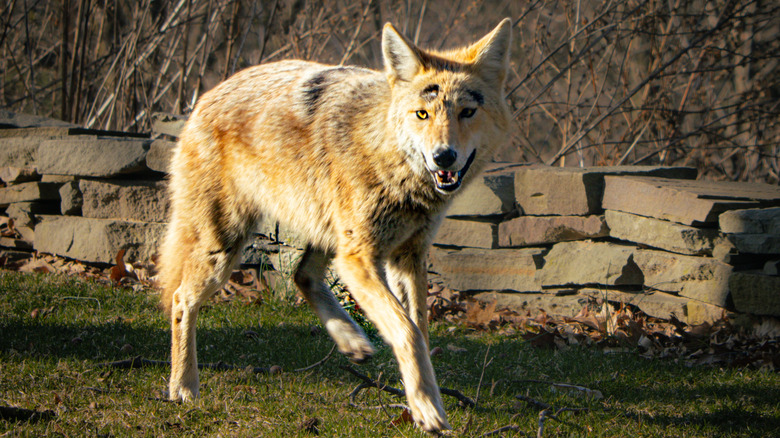 A coyote in a backyard