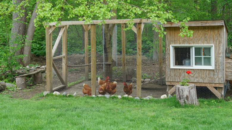 A chicken coop in a backyard