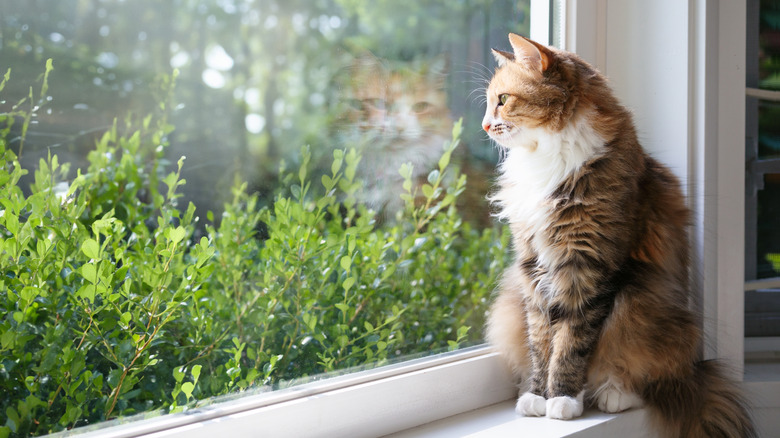 A cat looking out the window