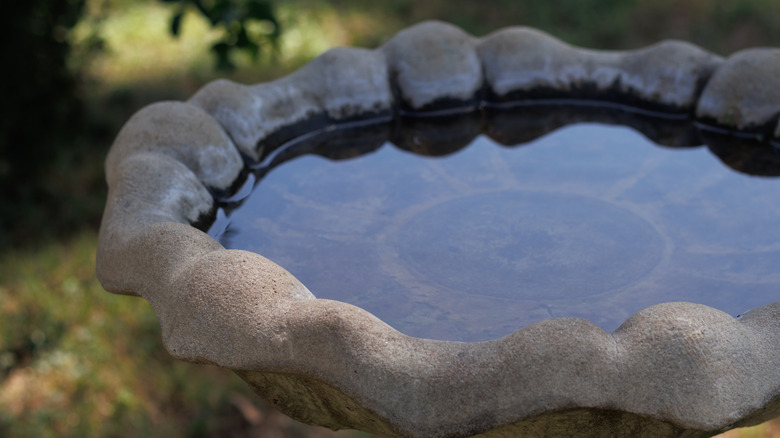 A stone bird bath in a yard