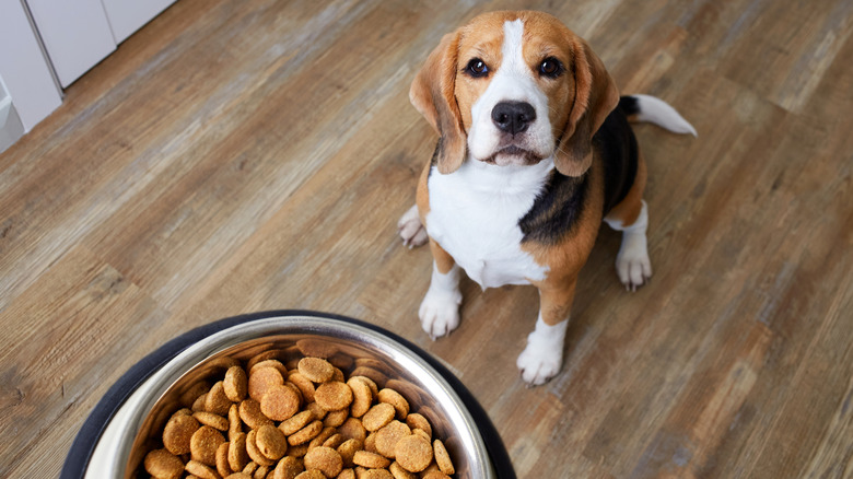 Feeding a dog inside