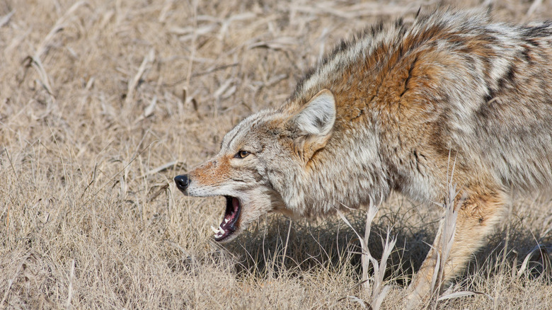 A snarling coyote