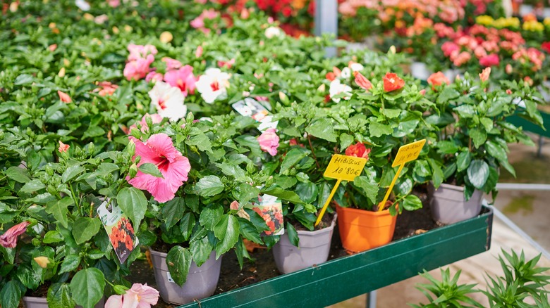 hibiscus in garden shop