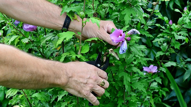 gardener removing spent hibiscus bloom