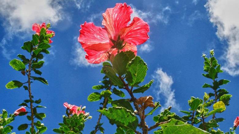 hibiscus flowers in sunlight