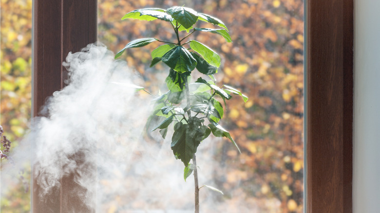 steam on plant leaves