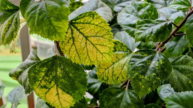 diseased and yellowing hibiscus leaves